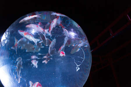 KYOTO, JAPAN - NOV 12: \"Art Aquarium Castle - Kyoto goldfish of dance -\" was held on October 24 to December 14, 2014 at Nijo Castle of the world heritage. Exhibition name Earth Aquarium Japonism.のeditorial素材