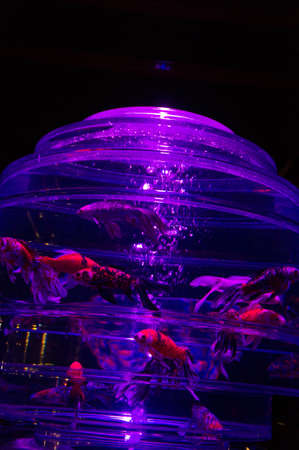 KYOTO, JAPAN - NOV 12: \"Art Aquarium Castle - Kyoto goldfish of dance -\" was held on October 24 to December 14, 2014 at Nijo Castle of the world heritage. Exhibition name Giyamanrium.のeditorial素材