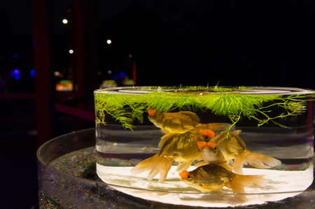 KYOTO, JAPAN - NOV 12: \"Art Aquarium Castle - Kyoto goldfish of dance -\" was held on October 24 to December 14, 2014 at Nijo Castle of the world heritage. Exhibition name A Show of Kingyo.のeditorial素材