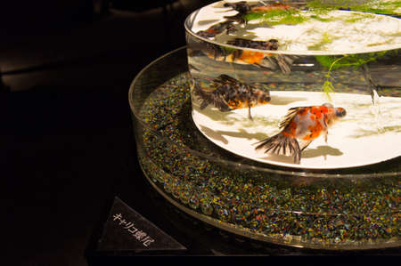 KYOTO, JAPAN - NOV 12: \"Art Aquarium Castle - Kyoto goldfish of dance -\" was held on October 24 to December 14, 2014 at Nijo Castle of the world heritage. Exhibition name A Show of Kingyo.のeditorial素材