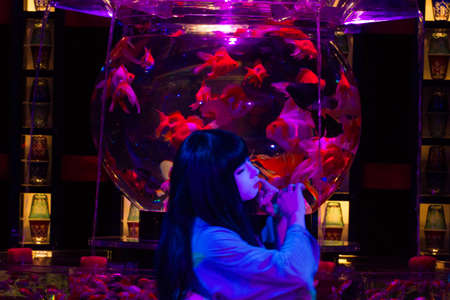 KYOTO, JAPAN - NOV 12:\"Art Aquarium Castle - Kyoto goldfish of dance - \" was held on October 24 to December 14, 2014 at Nijo Castle of the world heritage Exhibition name \"dance of Solar term 72 climate\".のeditorial素材