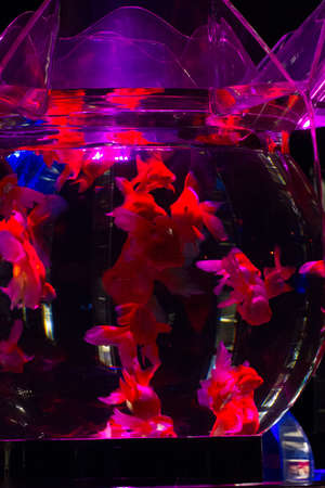 KYOTO, JAPAN - NOV 12:\"Art Aquarium Castle - Kyoto goldfish of dance - \" was held on October 24 to December 14, 2014 at Nijo Castle of the world heritage Exhibition name \"Oiran\".のeditorial素材