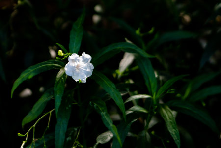 White flower in the garden with green leaves background, nature concept.の写真素材