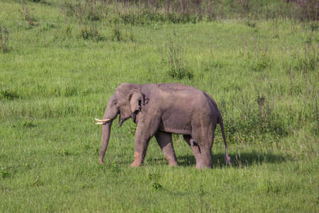 An elephant in grasslandの写真素材