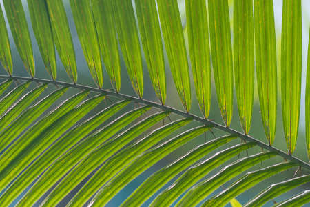 Leaf of rattanの写真素材
