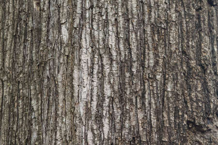 Bark of tree