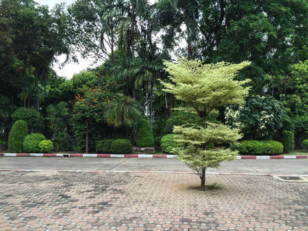A tree planted in the concrete roadの写真素材