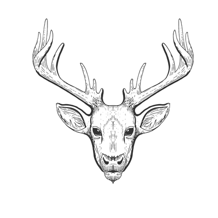 Vector vintage deer head in engraving, scratchboard style. Hand drawn illustration with animal portrait isolatedの写真素材