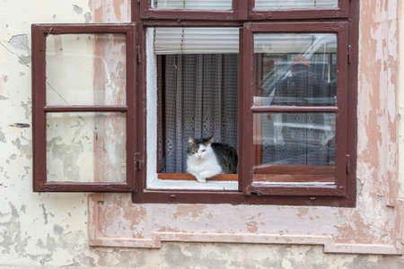 lonely cat sitting on the windowの写真素材