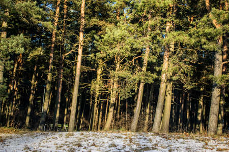 Winter forest in sunshine
