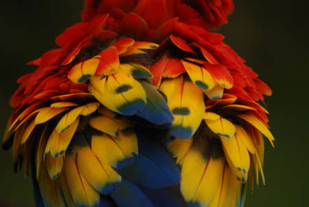 Macaw Plumageの写真素材