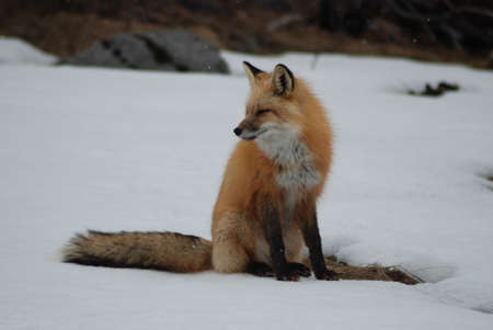 Red Fox On Snow