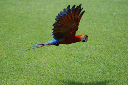 Scarlet Macaw - Honduras
