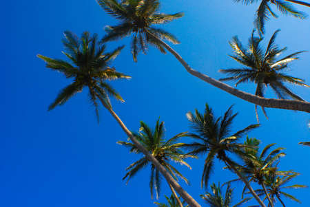 Palm Trees Blue Sky