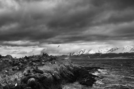 Wild life of the beagle channelの写真素材