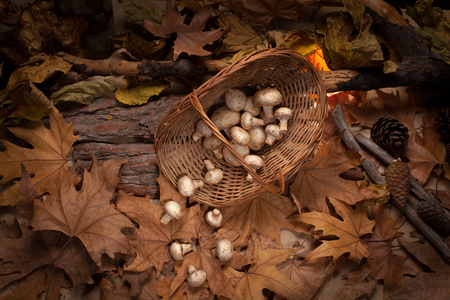 Mushrooms in the basket into the woods. Inverted basket with falling down champignons on the yellow leaves.の写真素材