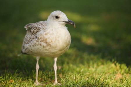 Silver gull walking in a park near to the sea.の写真素材