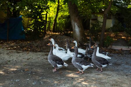 Geese walking into farmyard. Village wildlife. Family of gooses.の写真素材