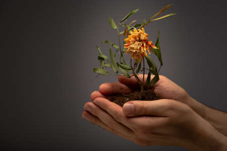 Man's hands with land in it and dried flower and foliage, symbol of global warming and changing of...