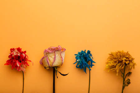 Dried up flowers on an orange background as a symbol of time loss, life ends so fast. Ingredients for aromatherapy.の写真素材