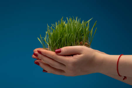 Earth day concept, Woman holding on hand piece of a lot of sprouts with green grassの写真素材