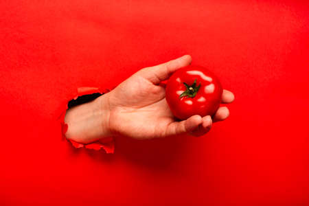 Mans hand with ripe red tomato rip red background paper as a symbol of harvest