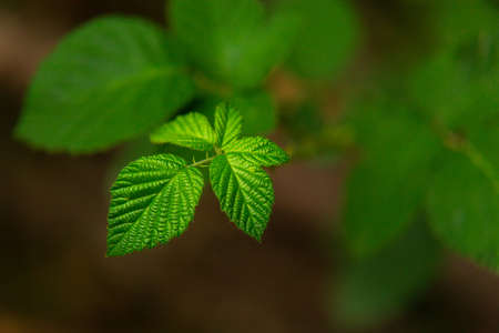 Green leaves on the plant, close-up of foliage into the woods. Nature environmentの写真素材