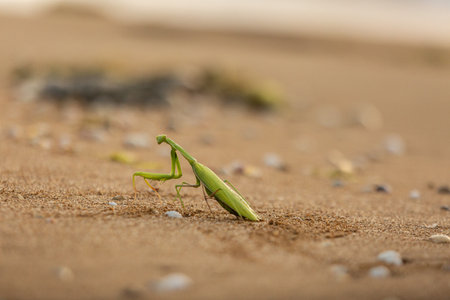 Green mantis on seaside, searching food, in a state of huntingの写真素材