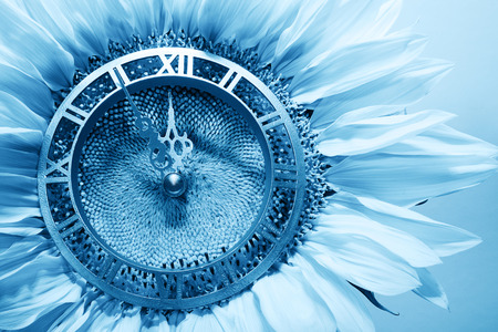 Sunflower-clock indicative approach of New Yearの写真素材