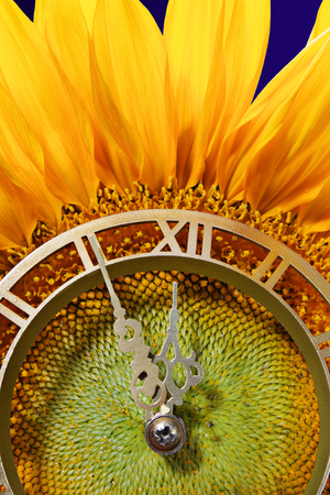 Sunflower with clockの写真素材