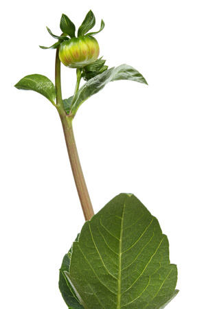 Not opened dahlia. Flower on a white backgroundの写真素材