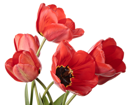 Red spring flowers isolated on a white backgroundの写真素材