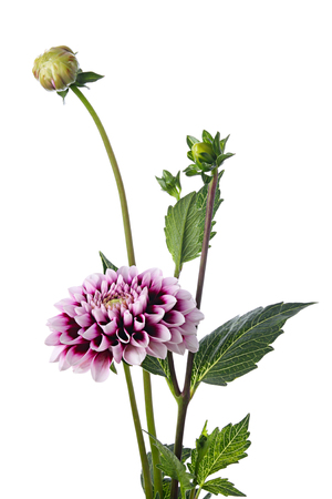 White-purple flower of dahlia isolated on a whiteの写真素材