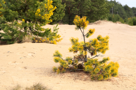 Yellowed drying up a pine on sandの写真素材