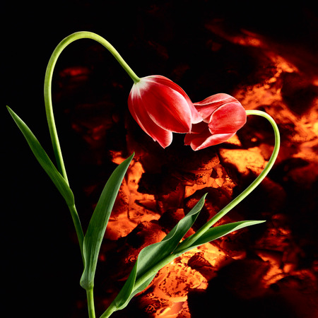 Ardent passion. Idea with flowers forming heart on darkness background with live coalsの写真素材