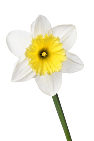 White narcissus isolated on a white backgroundの写真素材