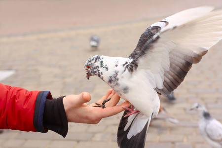 Dove feeding and balancing on handの写真素材