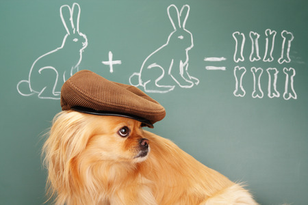 Education idea joke about dreamy dog studying mathematics. Focus on eyes of dogの写真素材