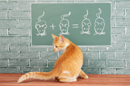 Education idea about foxy Cat studied mathematics on example of addition of miceの写真素材