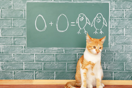 Education funny idea about red cat studying arithmetic on sample of addition of eggsの写真素材