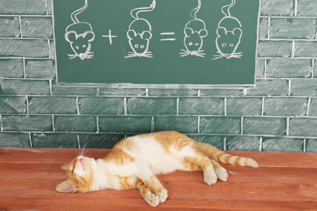 Education idea about foxy lazy Cat studied mathematicsの写真素材