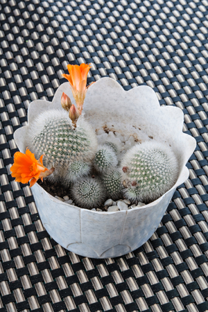 Blooming cactus with orange flowersの写真素材