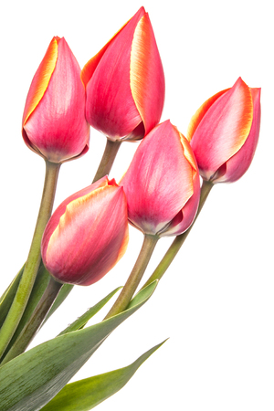 Unopened tulip flowers isolated on a white backgroundの写真素材