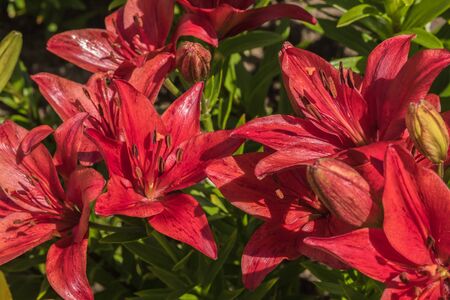 Lily flowers on a flowerbedの写真素材