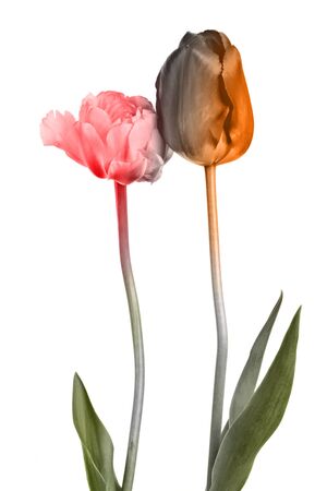 Beautiful painted pair of flowers on a white backgroundの写真素材