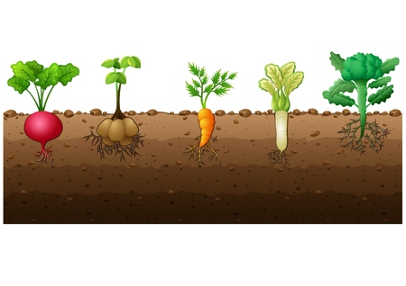 Vector illustration of Different kind of vegetables illustrationのイラスト素材