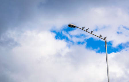 Birds Perched Upon A Streetlight.の写真素材