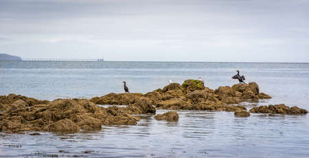 Birds rest easy on rocks.の写真素材