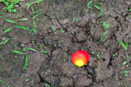 Red rose petal on the  moist ground in the rainy season
