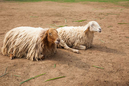 Two sheep are resting on the lawnの写真素材